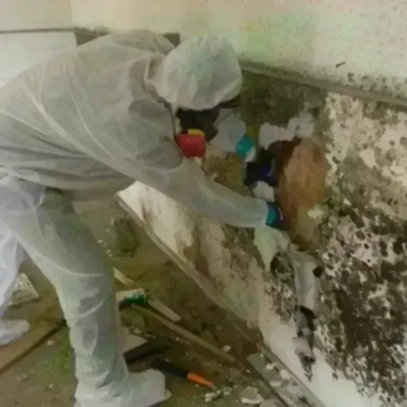 Mold Remediation and Removal in South Pekin, IL